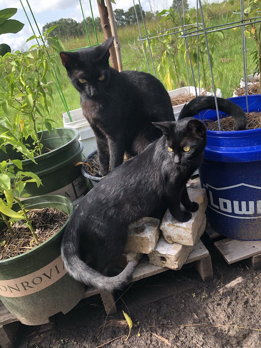 amentiascending's tweet photo. My garden guardians 🐈‍⬛ 🐈‍⬛ https://t.co/cG2kveZ09A