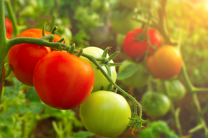 HolubI's tweet photo. We hope your gardens are doing great. Please call us if you have questions. 

📞 515-232-4769 #gardening #freshveggies #vegetablegarden #greenhouse #shop #grow #homegrown #food #health https://t.co/gGNQDeo8EZ