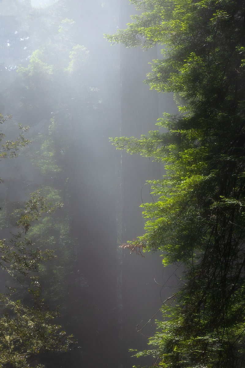 sathvik1709's tweet photo. Fog infested forests! https://t.co/0m5rlCwvRZ