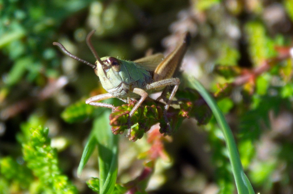ChrRoland's tweet image. De moerassprinkhaan zag mij en liet zich pootje voor pootje achter de stengel zakken. Omdat ik mijn camera voor mijn ogen hield dacht hij dat ik hem niet meer zag. 😉😎😆#Krasser - #Pseudochorthippus_parallelus  en #Moerassprinkhaan - #Stethophym_grossum met Erythrisme.
