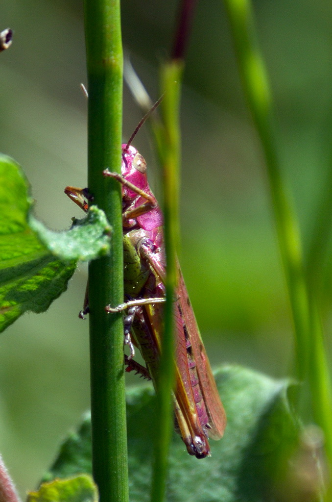 ChrRoland's tweet image. De moerassprinkhaan zag mij en liet zich pootje voor pootje achter de stengel zakken. Omdat ik mijn camera voor mijn ogen hield dacht hij dat ik hem niet meer zag. 😉😎😆#Krasser - #Pseudochorthippus_parallelus  en #Moerassprinkhaan - #Stethophym_grossum met Erythrisme.