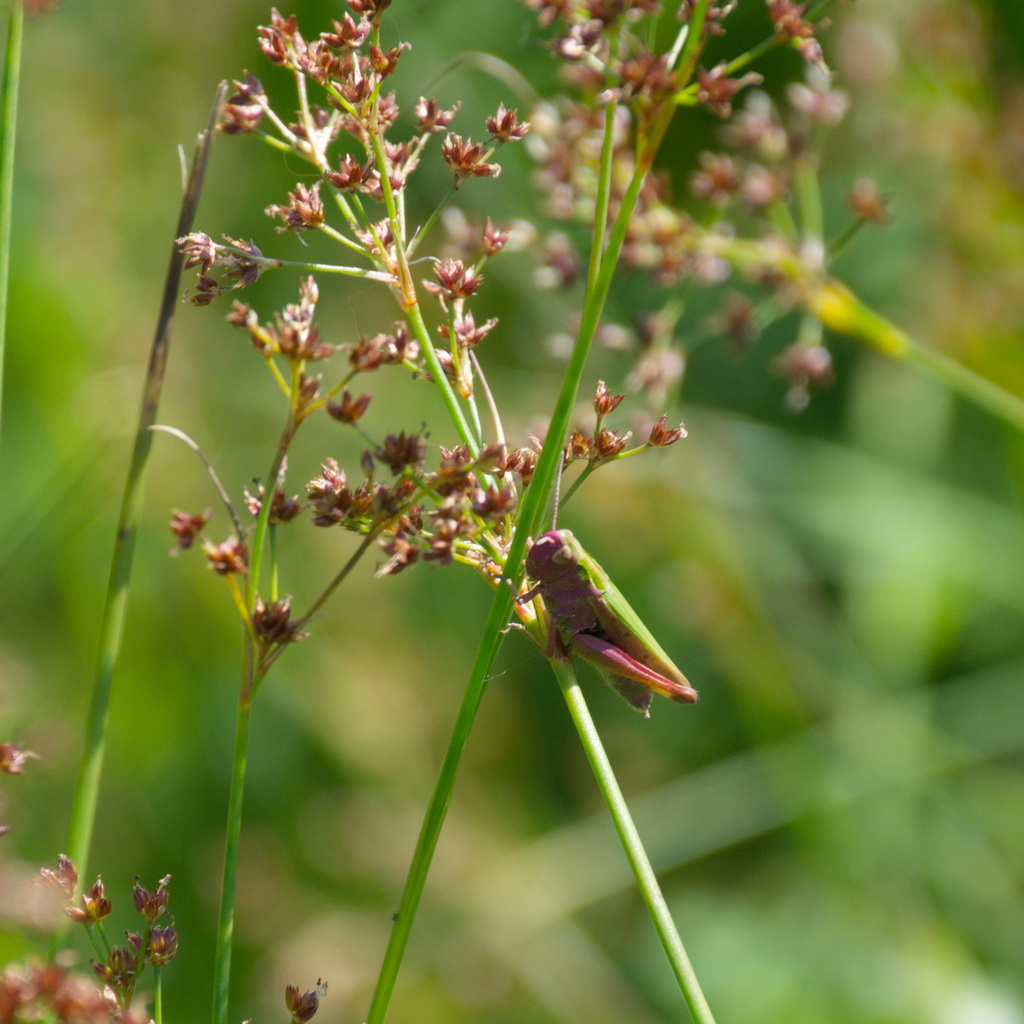 ChrRoland's tweet image. De moerassprinkhaan zag mij en liet zich pootje voor pootje achter de stengel zakken. Omdat ik mijn camera voor mijn ogen hield dacht hij dat ik hem niet meer zag. 😉😎😆#Krasser - #Pseudochorthippus_parallelus  en #Moerassprinkhaan - #Stethophym_grossum met Erythrisme.