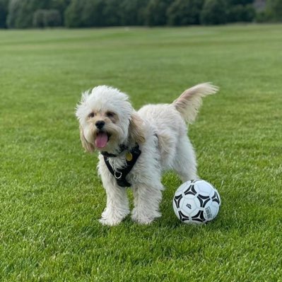 ToffeesTours tweet media