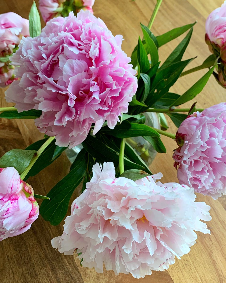 The last of the peonies ⏱ instagram.com/p/CRb7UBMCYbN/  #PeonySeason #CornersOfMyHome #PinkPeonies #Flowers #PeonyLove