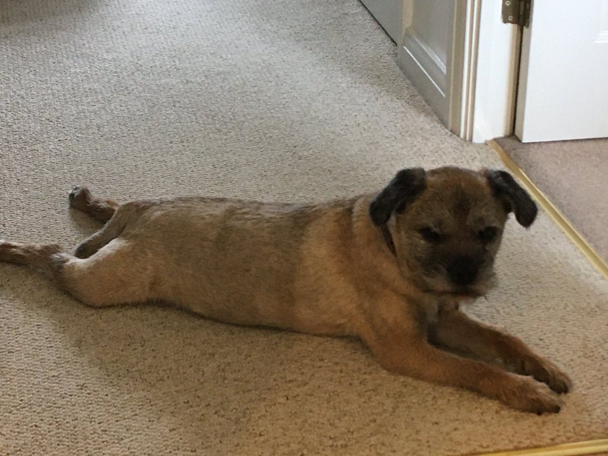 Tyler5Eddie's tweet photo. I’m hot. They bought a special cooling mat for downstairs. I have ignored it. There’s talk of a late walk tonight and early walk tomorrow. I think not! Pfft Eddie 😝🐾 #needmysleep https://t.co/wXYPxgBuMJ
