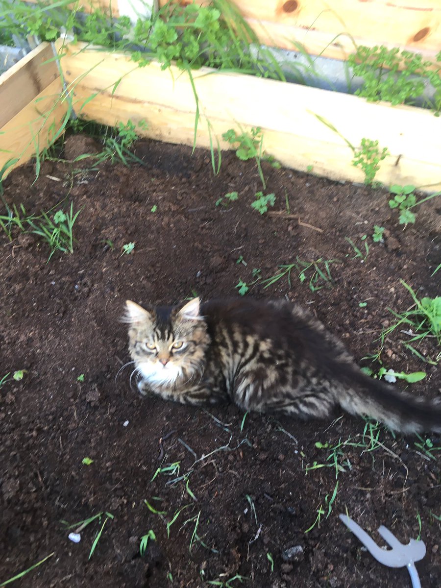 DigitalMgr's tweet image. The coolest place in the house #CatsOfTwitter #catlife #kitten #Summer2021