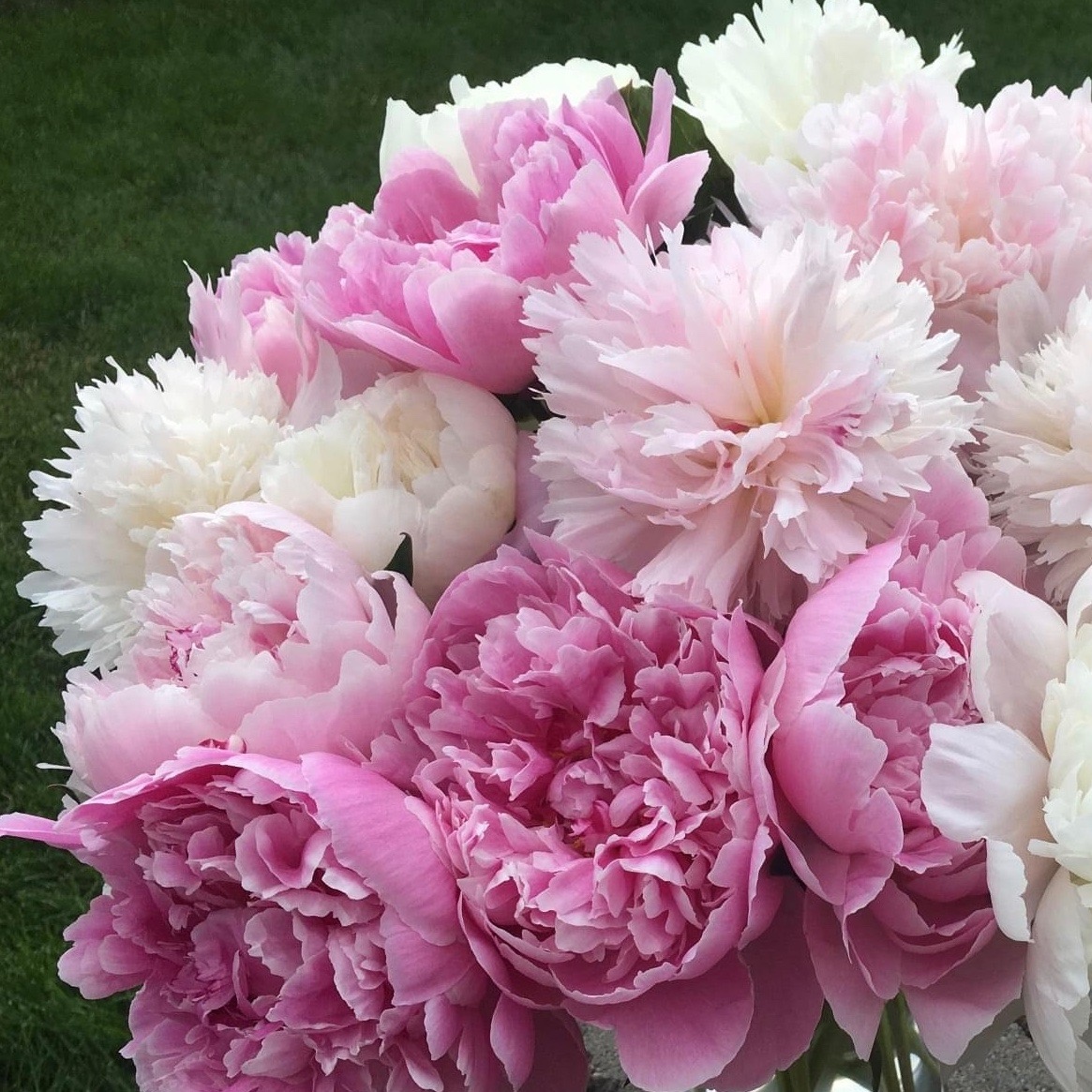 AlaskaPeonyCoop's tweet photo. You're my favorite! ⁠
No, you're my favorite!⁠
No, you're my favorite!⁠
How do you choose? ⁠
⁠
🤫shhh….They are all FAVORITES🥰

#favoritepeony #peonylove #peonyaddict

https://t.co/ybbRkxcxdE https://t.co/cYMTSlPU5o