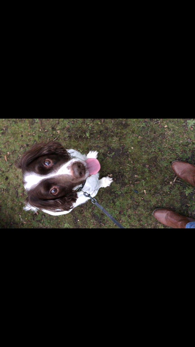 carlrlm1986's tweet photo. They say it’s a mans best friend, for me he really was. Never left my side for 14 years. Goodnight my beautiful boy. 😢 #Jeffro https://t.co/stwU4HFPcG