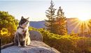 CydianGroup's tweet image. When our friends go to the mountains...beautiful, right?
#ek3tech #computerexperts #thatcat #ilovejax zpr.io/UN29yANHWxEj