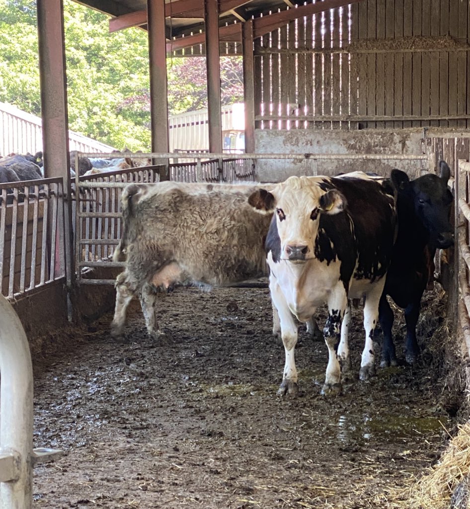 newlandfarm's tweet photo. Foot trimming yesterday #ProperFarming https://t.co/Jq9cUKP2Sx