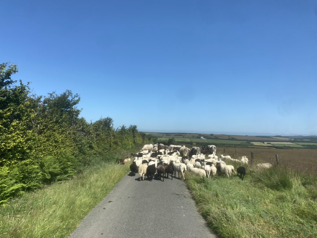 newlandfarm's tweet photo. Foot trimming yesterday #ProperFarming https://t.co/Jq9cUKP2Sx