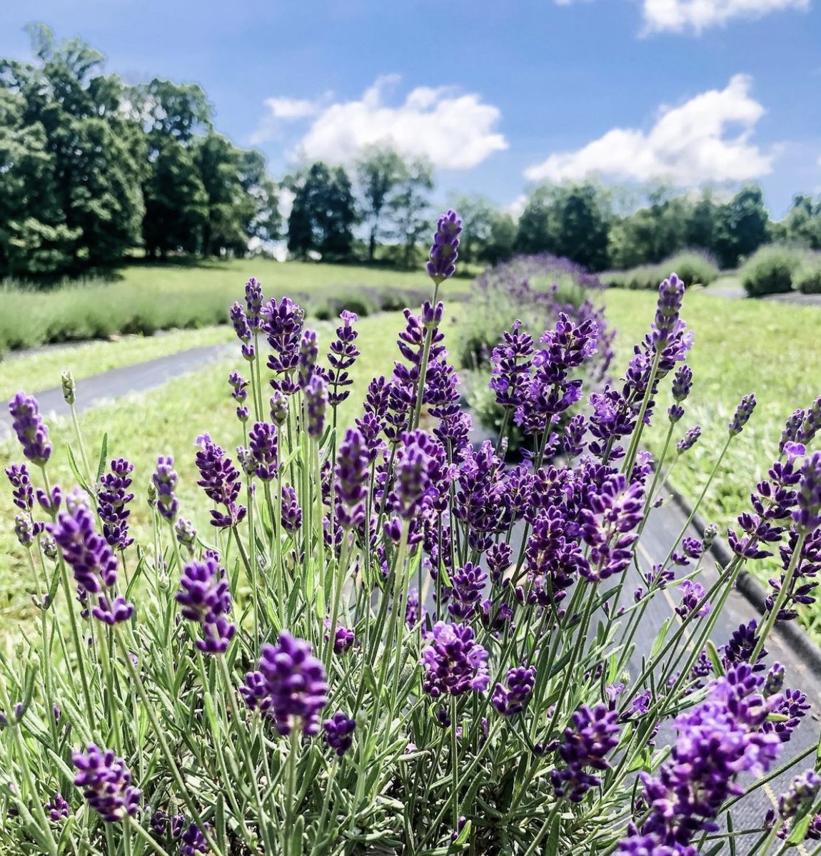 MarionCVB's tweet photo. Great interview last night with @ScottWBOY at Stone House Lavender. ๐ In case you missed it, find it at https://t.co/Ew4QVodb0A.
#WBOY #mymarionwv #AlmostHeaven #lavender #upickfarm #Appalachia https://t.co/Z9nATNdF9M