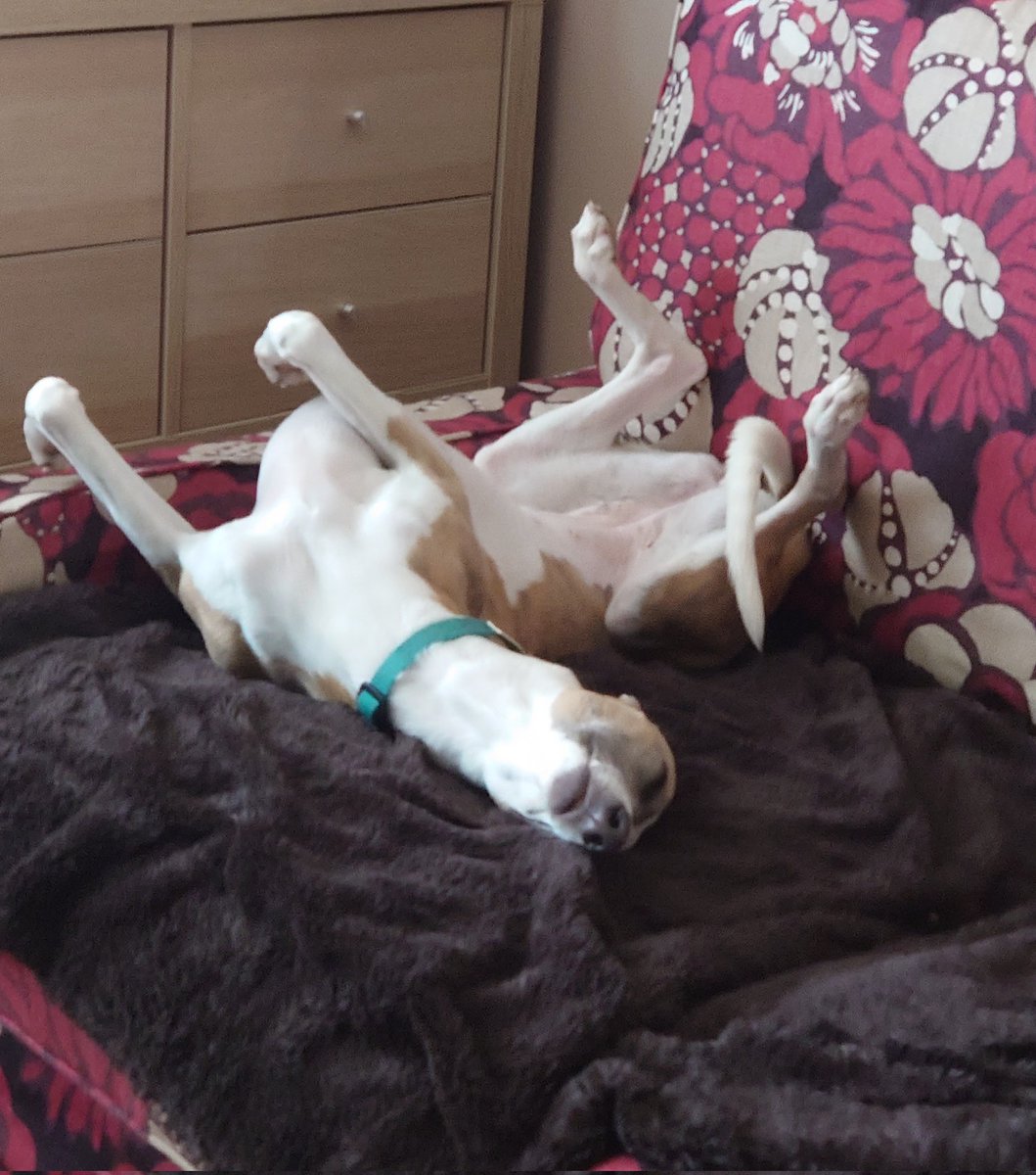 This is how Millie is coping with the heat today! #toohotfordogs