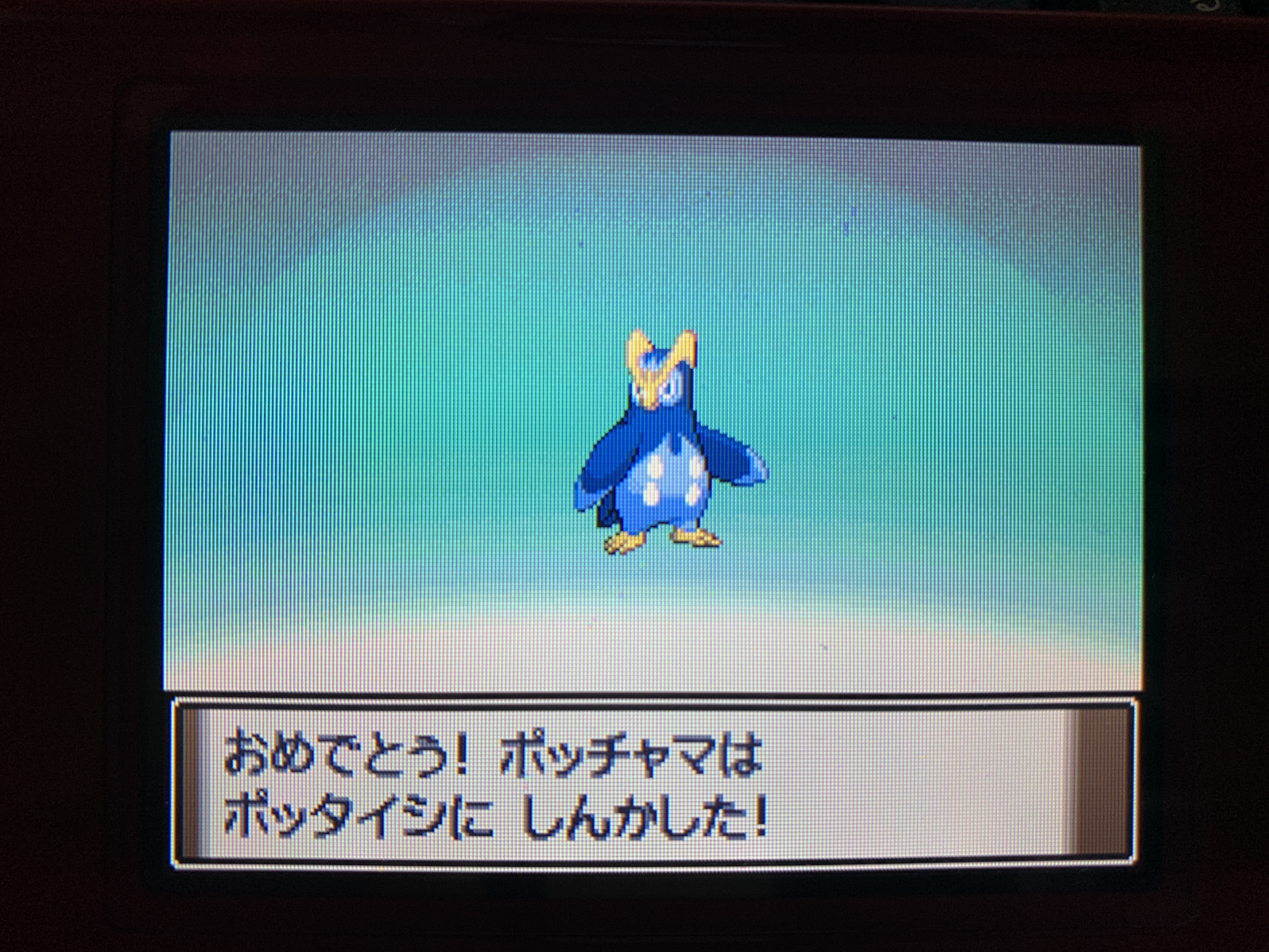 ハレハロ パイセンです 3日目 1日30分で殿堂入りを目指す ポケットモンスタープラチナ ズガイドスずつきでひるみ狙ってくるのはアカン ジムバッジ1個目ゲット ポッチャマ ポッタイシへ進化 初ギンガ団戦 ポケモン ダイパリメイク