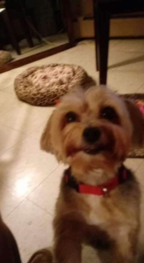 RArnetta11's tweet photo. Are sweet Hershey passed away at 12:08 A.M. Words can't describe how upset I am. I love you chocolate drop. #Hershee #theendifthehersheechronicles https://t.co/D4qpIyg0IE