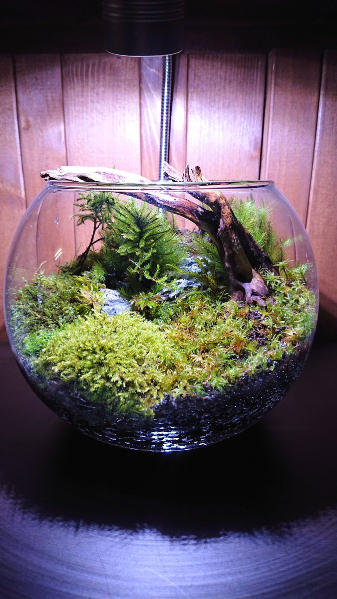 マルヲ tweet media