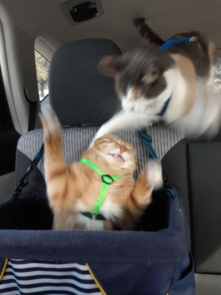 kedi t (@kediozelharecat) on Twitter photo 