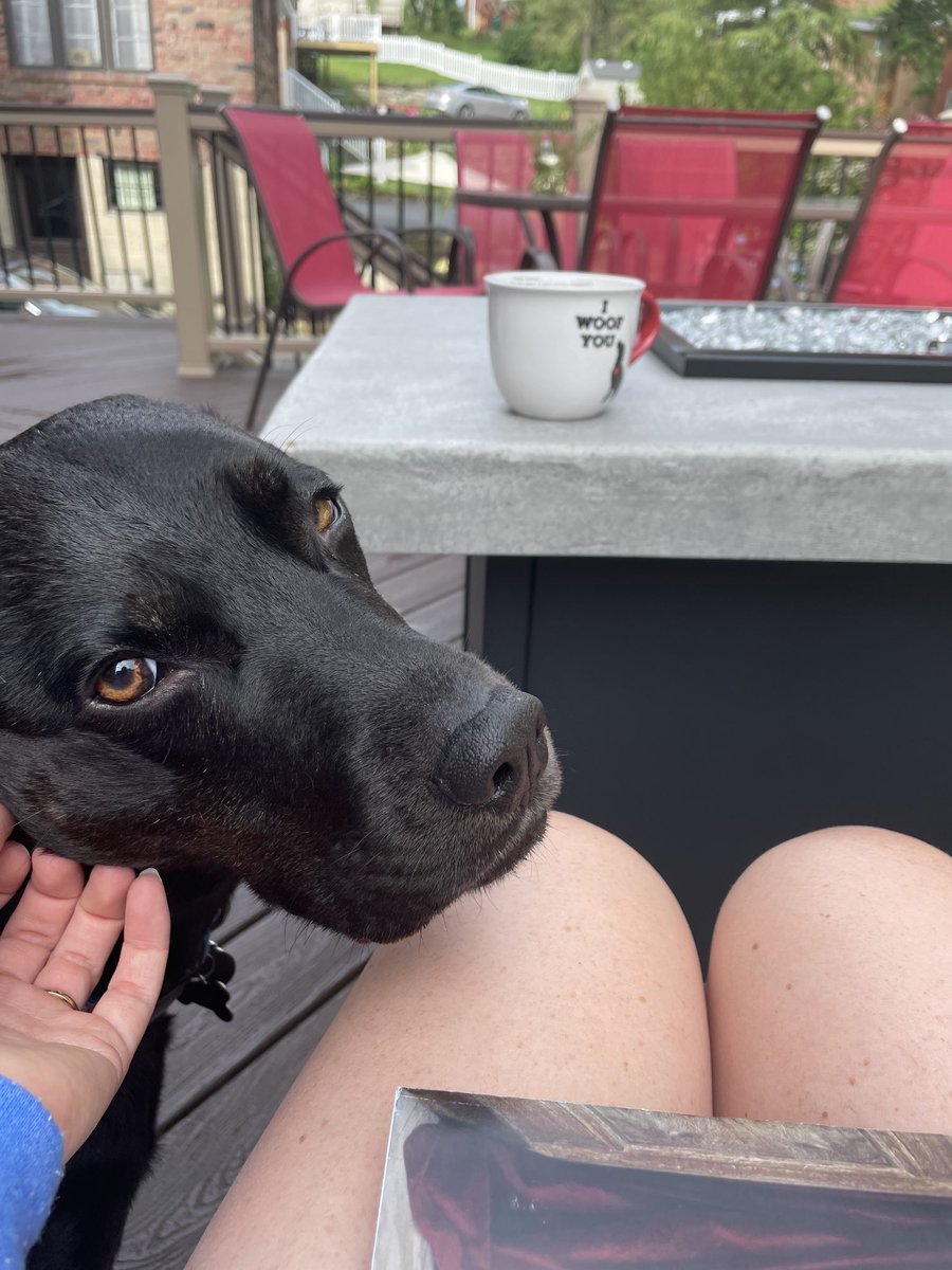 MeghanKDKA's tweet photo. Bailey says Good Morning &amp; #TGITW 

She plans to chase squirrels and bunnies all day &amp; bother her older brother. 

⁦@KDKA⁩ https://t.co/PdGL2yH4Bf