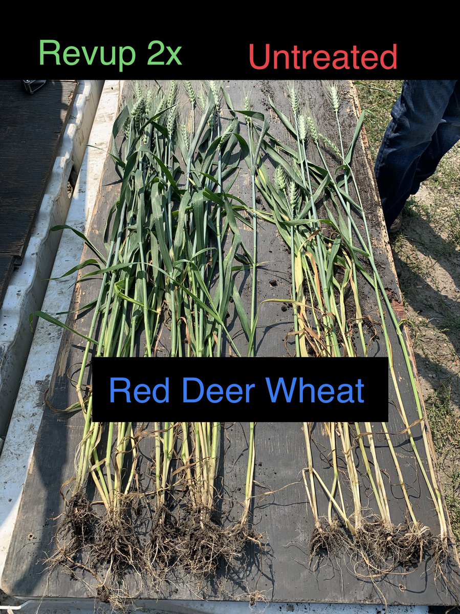 Trinitybiochem's tweet image. This wheat is right outside the city of Red Deer. Has #TNT seed starter and #Revup2X foliar applied at herbicide and again at flag leaf. Everything sprayed with a fungicide.