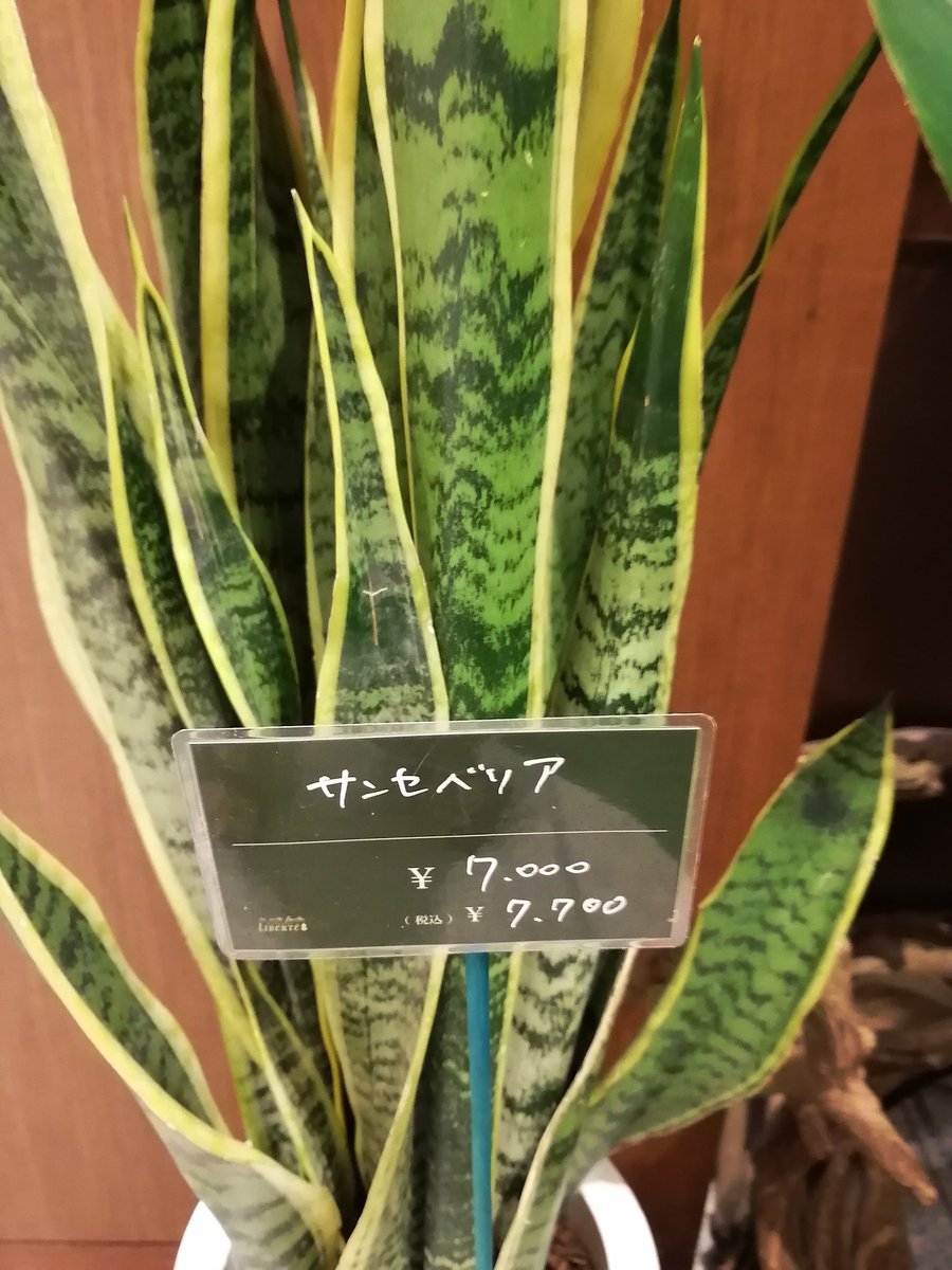 YforYes's tweet image. 地元じゃそこら辺にある植物が、東京で一握り7000円で売られてて、経済って不思議だなと思った所