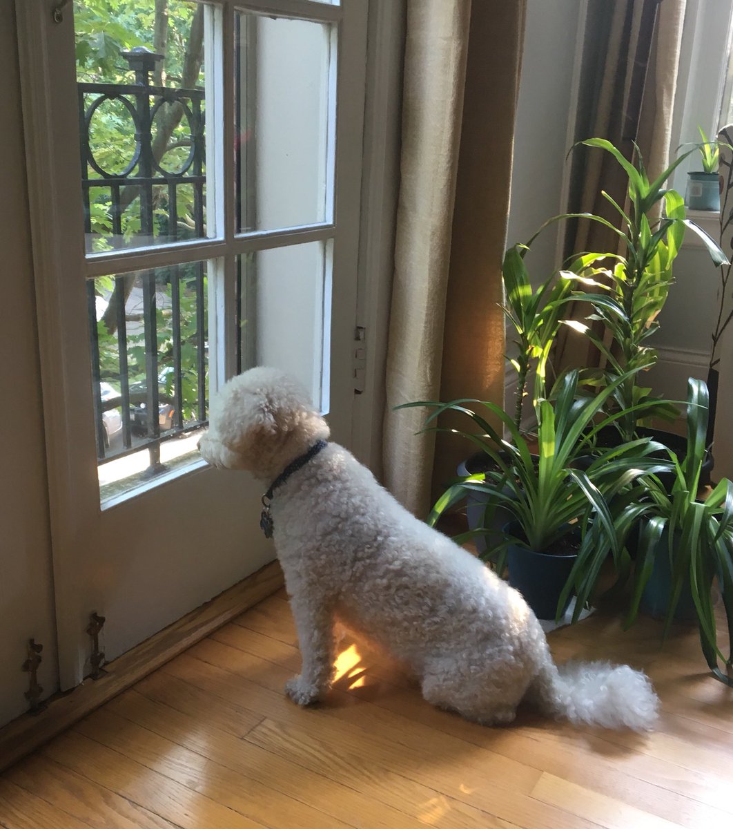 My new lookout post. I think I like the new place🐾👀 #bichonwatch <a href="/OtisBichon/">Otis Evans</a> <a href="/hammonster/">Oscar Bichon</a> <a href="/WalshKim/">kim walsh</a> <a href="/jenny_bichon/">Jenny and Dolly</a> <a href="/WBichon/">Winky the bichon</a> @mollier77