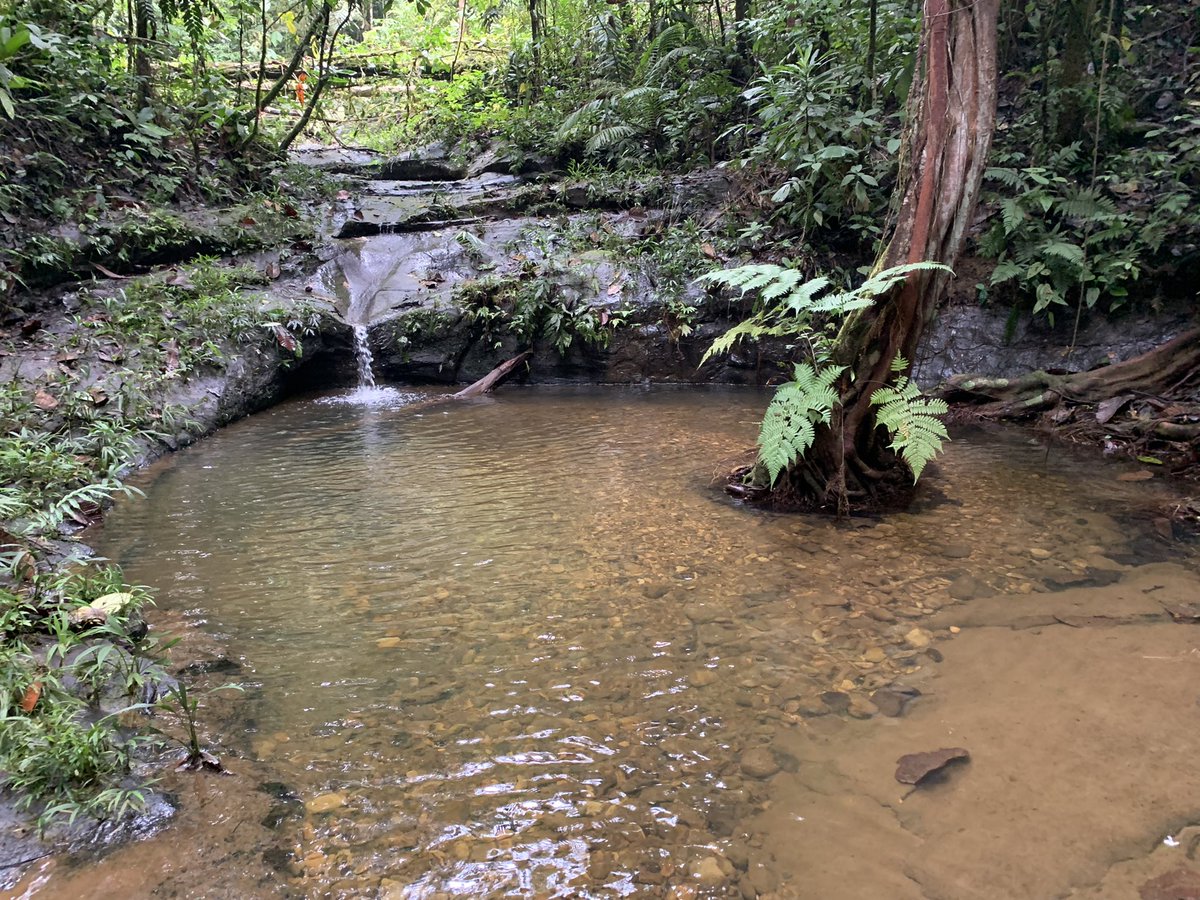 InstitutoBiosf1's tweet photo. Sampling the Cube 💦🌴 #DryingRiverNetwork and enjoying the #Chocó tropical forest in #MacheChindul @jkphenomenon @aencalada1 @DRYvER_H2020 @DanidoEsCa @Daniela79Rosero @JocDaza @carlitavu https://t.co/r0XVGucRSG