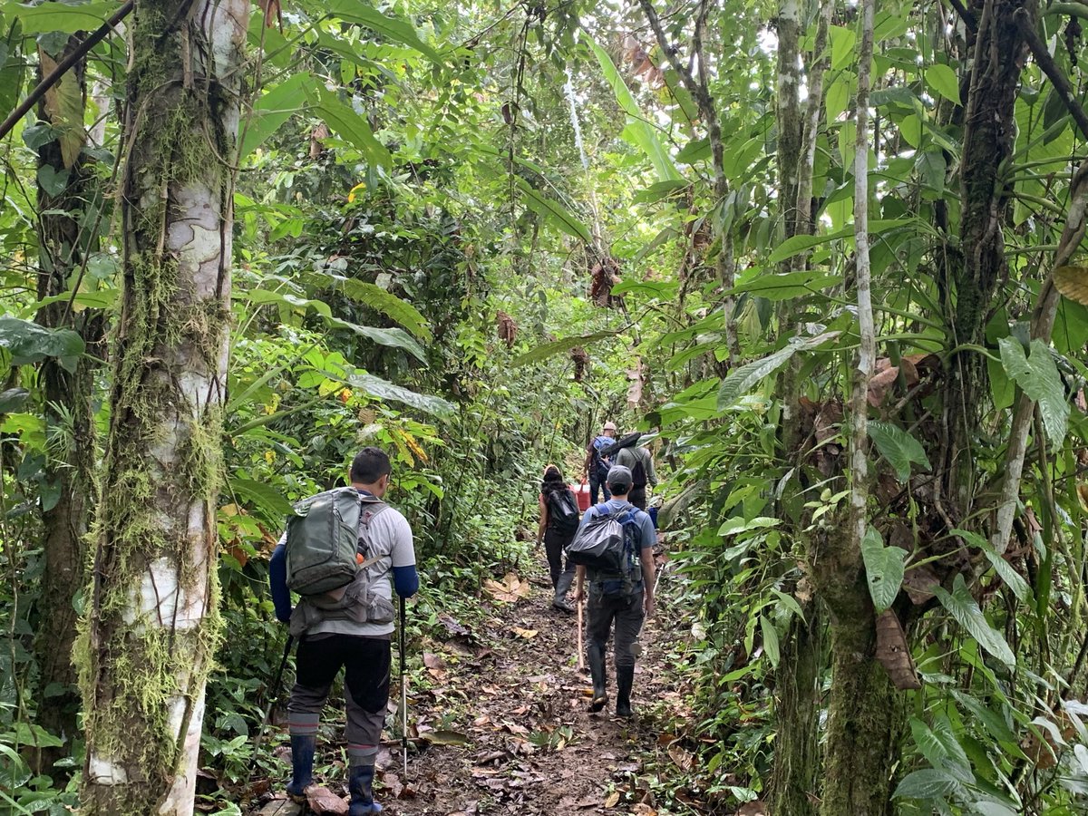 InstitutoBiosf1's tweet photo. Sampling the Cube 💦🌴 #DryingRiverNetwork and enjoying the #Chocó tropical forest in #MacheChindul @jkphenomenon @aencalada1 @DRYvER_H2020 @DanidoEsCa @Daniela79Rosero @JocDaza @carlitavu https://t.co/r0XVGucRSG