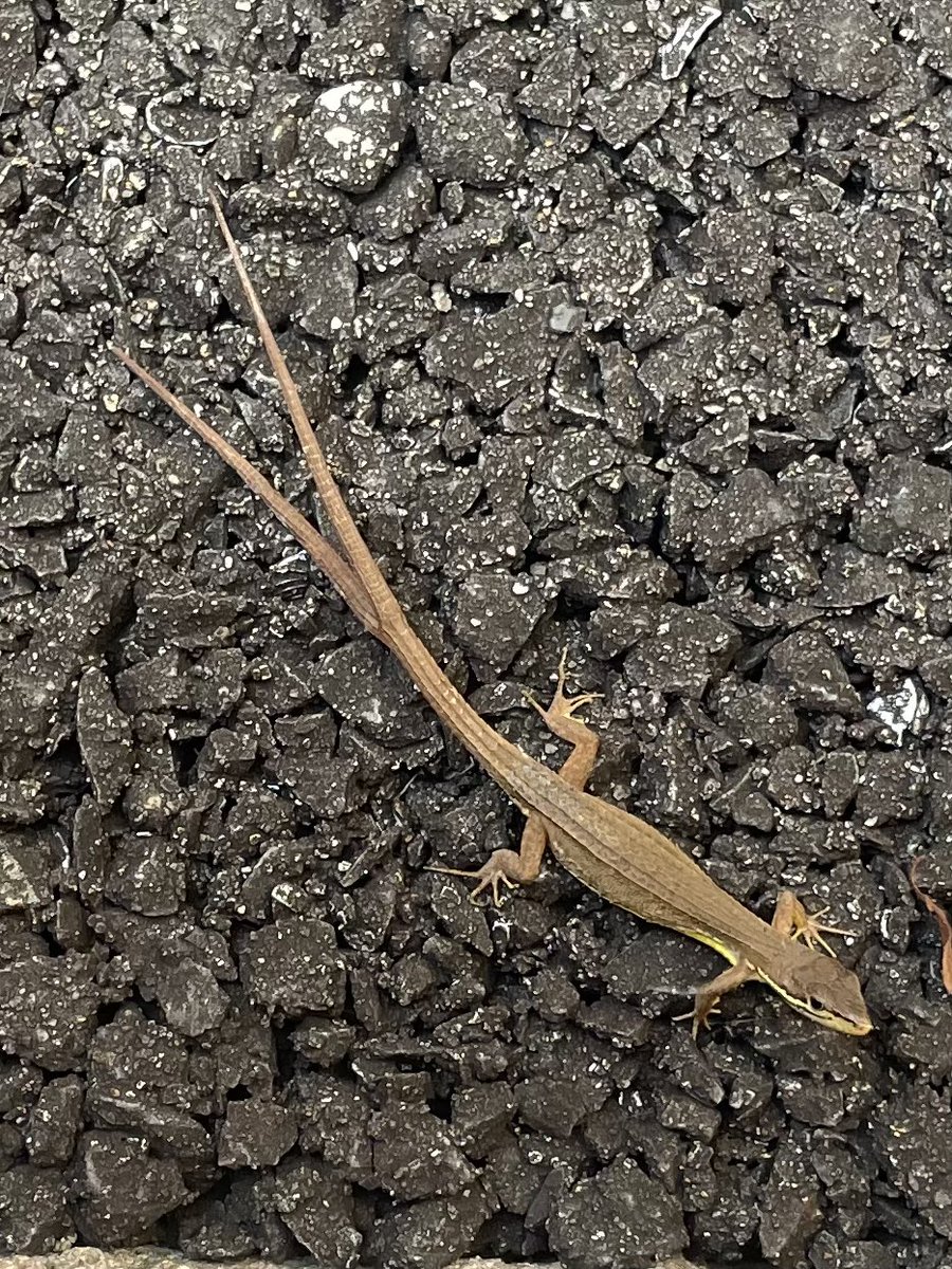 ayusora5's tweet photo. 尻尾がわかれているカナヘビを見つけた。珍しい！ https://t.co/J4YX5IHWac