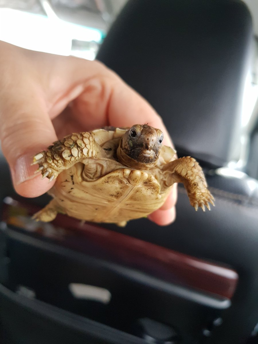 MyOnlyOneLife's tweet photo. I'm bringing you home ❤❤❤.  Hope you will like all of us.  I have yet to decide what will be your name. https://t.co/ReLpiFOn7S