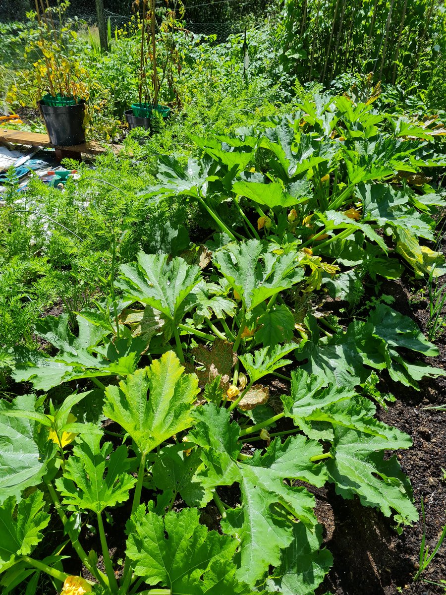 So very lucky to have a friend who grows vegetables like this. Check out these #courgettes 💚 It's a whopper!! #GoVegan