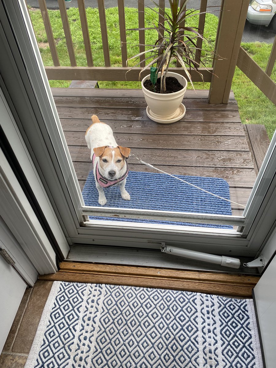 It’s gloomy and wet! I wanna come back in! #SaturdayThoughts #wheresthesun #dogsoftwitter 💗🐾