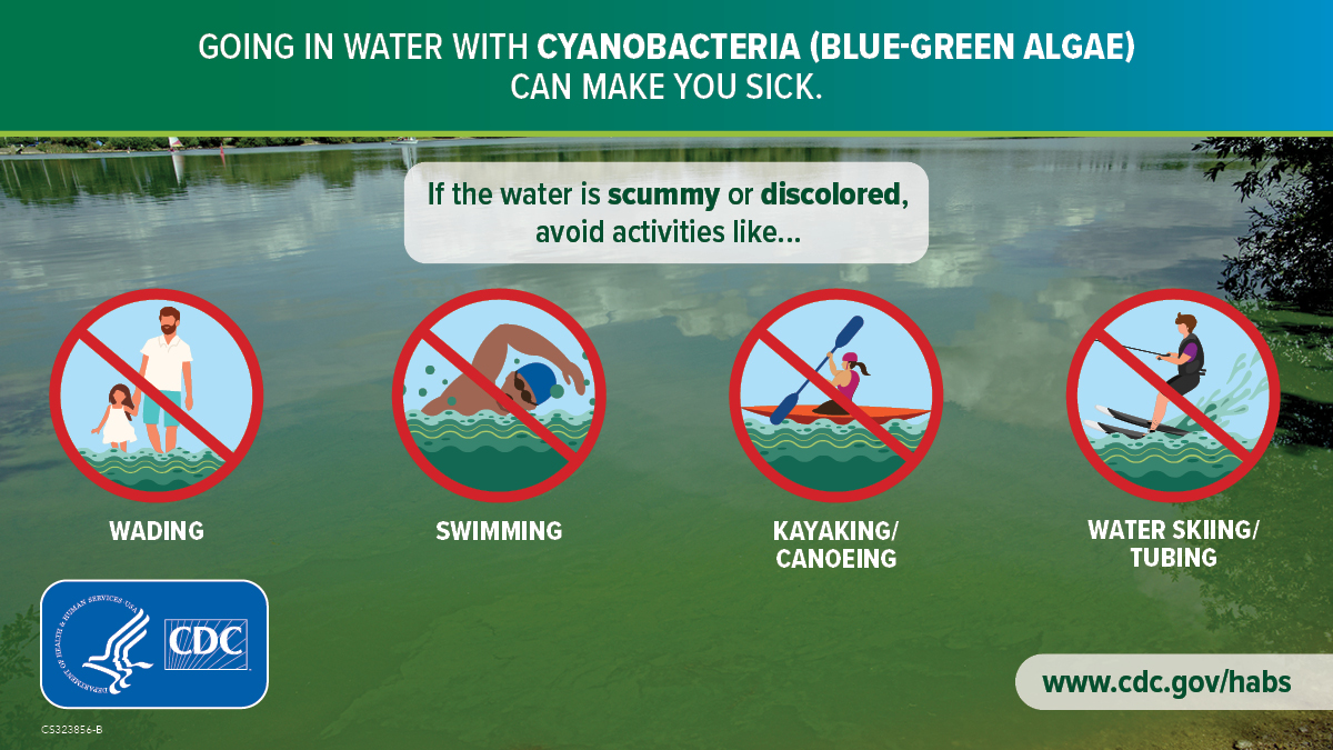 When in doubt, stay out! You can’t tell for sure if a cyanobacterial bloom is harmful just by looking at it. Protect yourself and your pets by not swimming in bodies of water that smell bad or look discolored. More tips: bit.ly/3gllTHj.