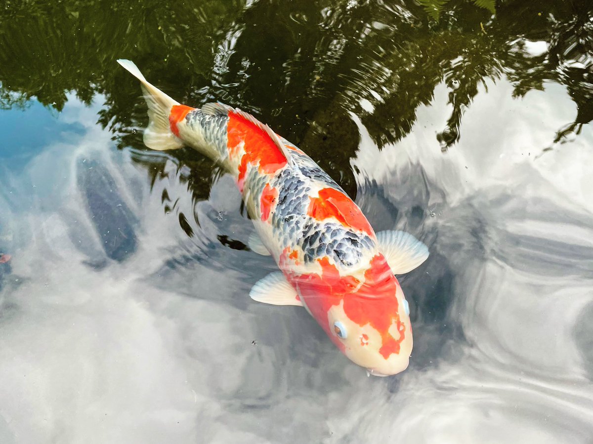 #koi