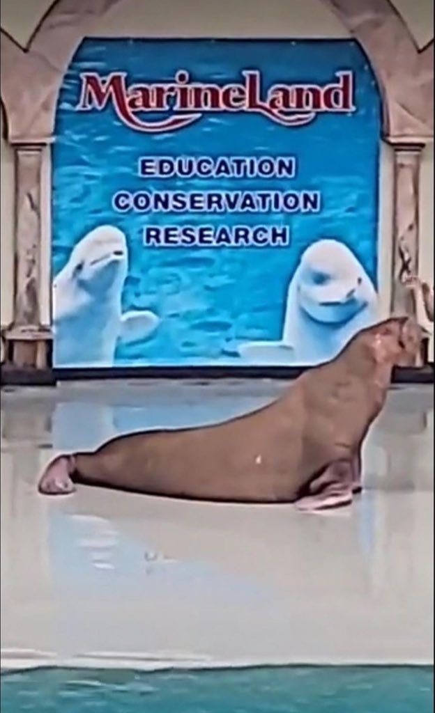 walruswhisperer's tweet image. This is the latest pic of Smooshi the walrus at MarineLand. She is alive. She is unwell. She is thin. But she is alive. The dream continues. #SaveSmooshi