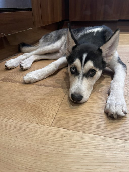 My Loki all cool and snoozy indoors. There&rsquo;s absolutely no reason to be taking dogs out in this heat<a href="/tag/onlyfans"class="tags"><span>#onlyfans</span></a><a href="/tag/louisemoore"class="tags"><span>#louisemoore</span></a>