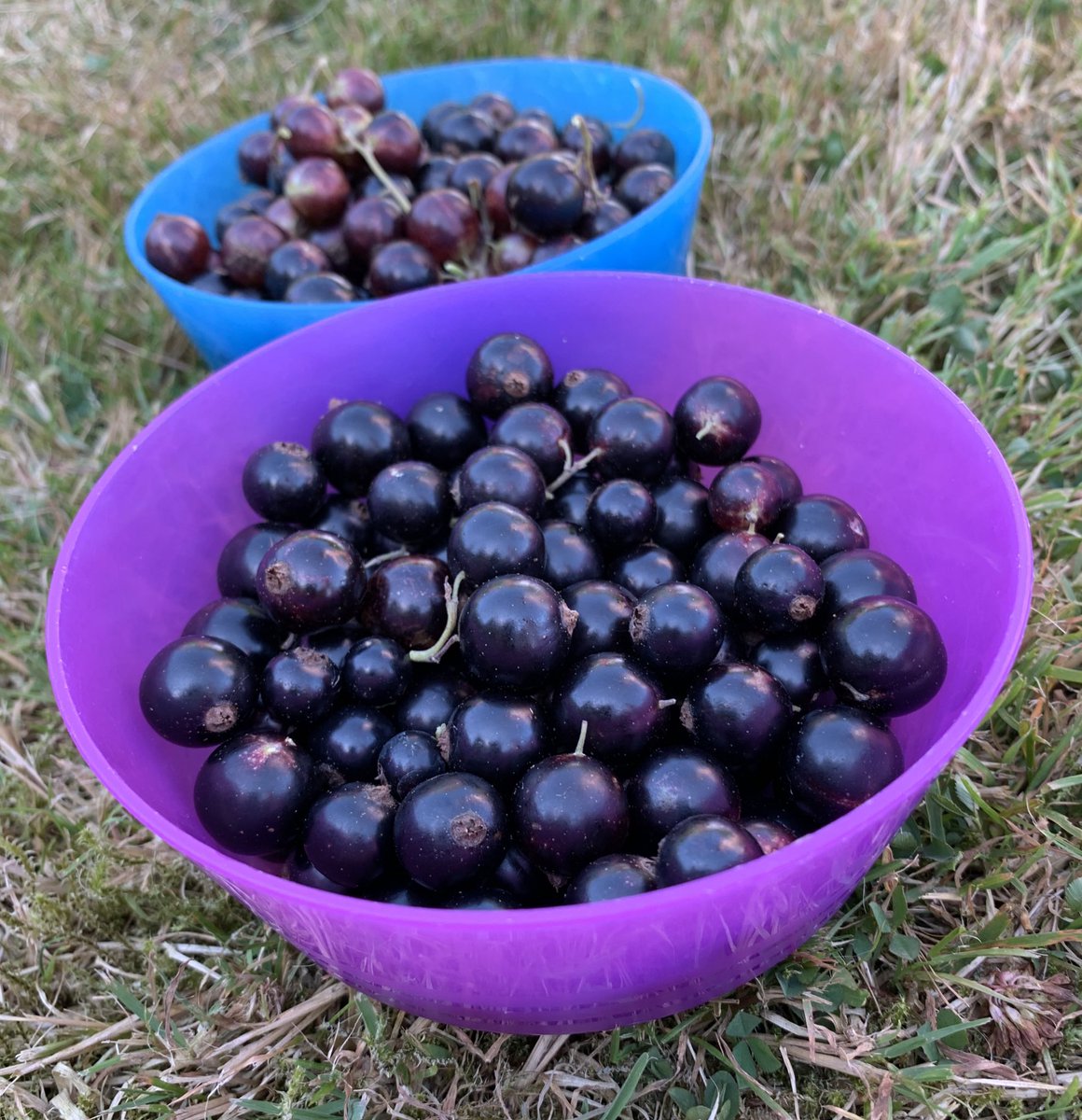 🫐Cyrens duon cynta’r flwyddyn / Super-size crop of blackcurrants from the garden