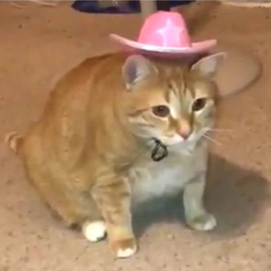 Coming out of my cage and I've been doing just fine.