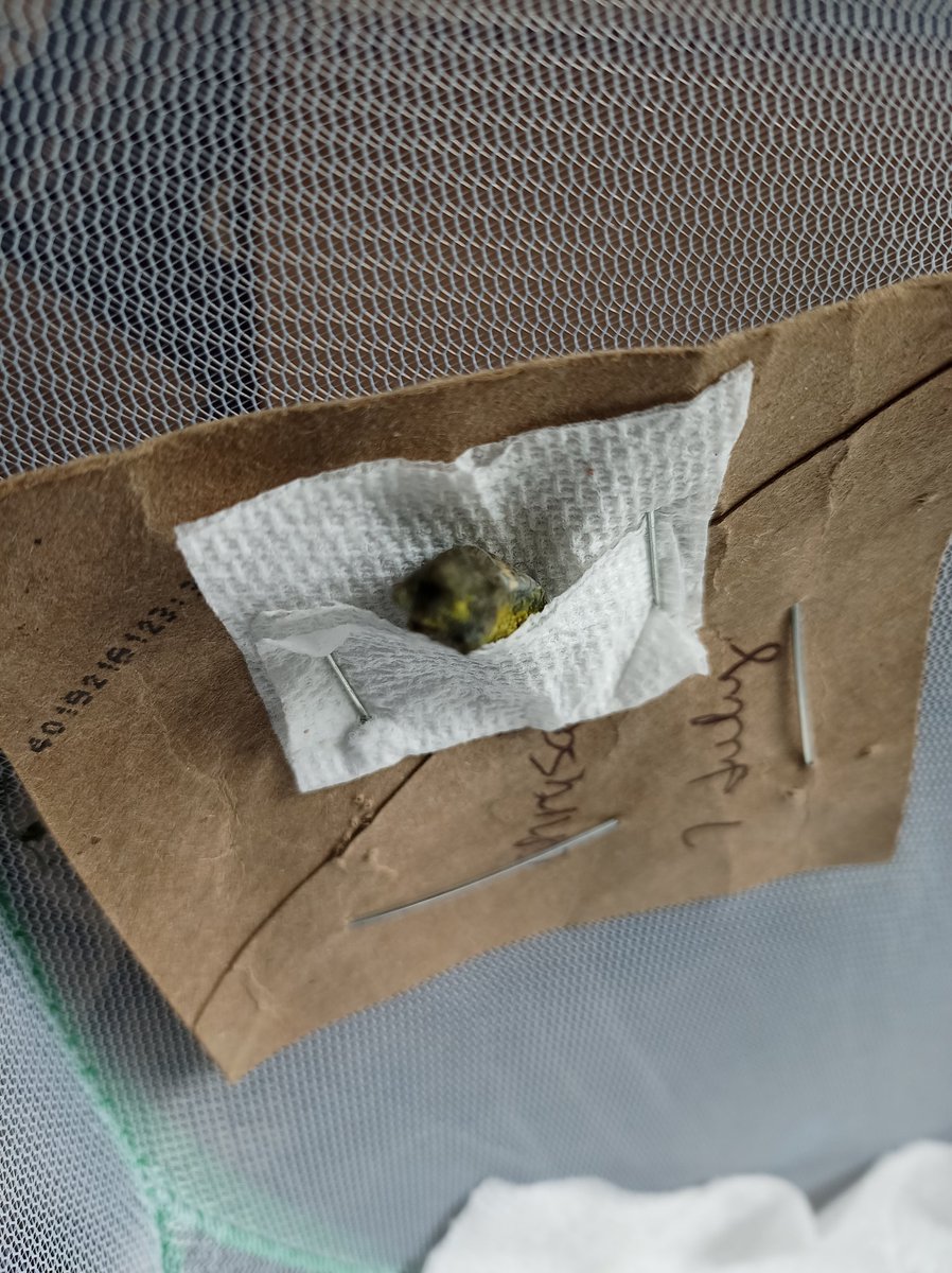gquilts's tweet photo. This guy's darkening up, he was a bright green. Wish he wasn't in a hammock, would love to see him darken. Today? Tmrw? No idea, swallowtails make their own schedules
.
.
#chrysalis #butterfly #caterpillar #swallowtail #emerge #bbfly #butterflygarden #eclose #emerge https://t.co/LOFKJ4vIa5