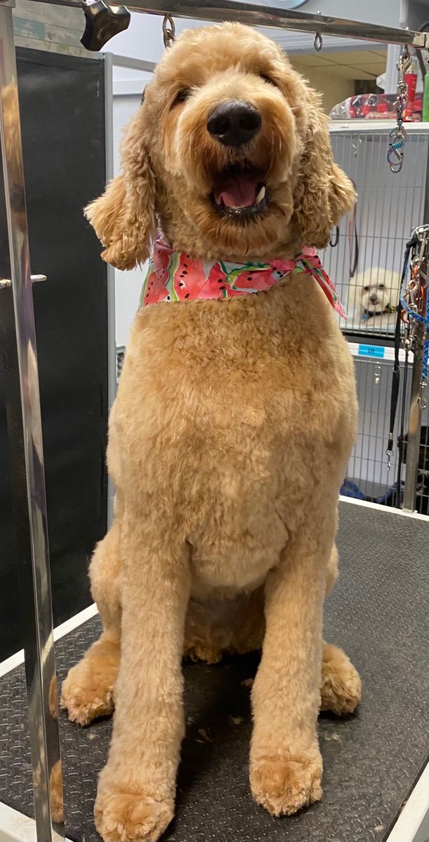 RCDgroomingNJ's tweet photo. Feeling those #SillySaturday vibes all day long 🤪🥸

 #dogs #doglover #doglovers #doggrooming #doggroomer #nj #newjersey #groomer #petgrooming  #ReigningNotRaining https://t.co/qblnpaeIRM