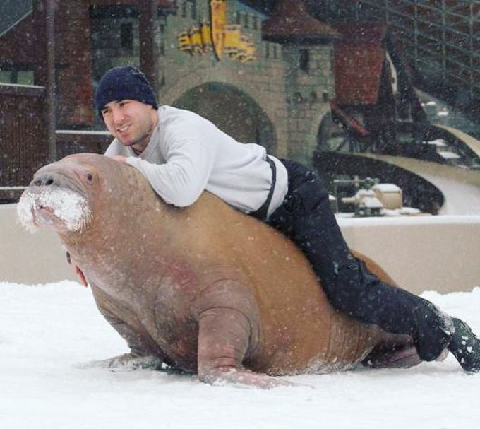 про человека моржа
