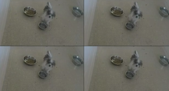BBLiveUpdaters's tweet photo. #BB23
Feeds cut to puppy cams. Likely for Veto picks. #BBLiveFeeds, #Veto, #POV, #Vetopicks #BBVeto, #BigBrother https://t.co/I1AgFgR1TD