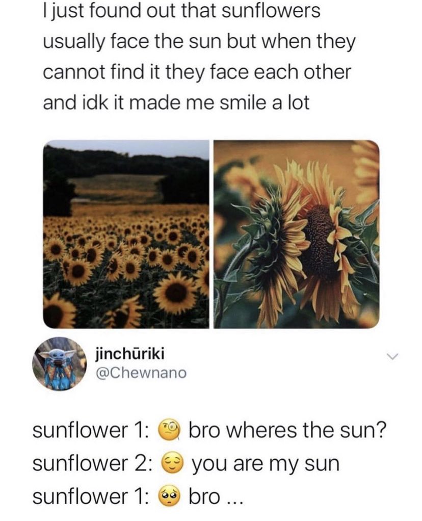 riks36's tweet photo. 🌻 🌻🌻 https://t.co/bXi5PwMFQW