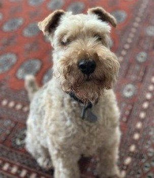 millypod1's tweet photo. 🆘16 JULY 2021. ARCHIE
#Lost ELDERLY Blonde Lakeland Terrier Male
#Cushnie #Aberdeenshire #Scotland #AB33
Has wandered off from home. Archie is elderly and a bit clumsy with his age. Desperately wanting him home! SIGHTINGS PLZ ☎️07713283380
https://t.co/6vuxfcI30n https://t.co/4hknhPCoJy