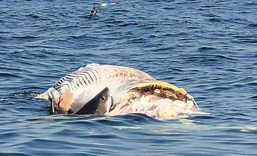 CBS 13 News tweet media