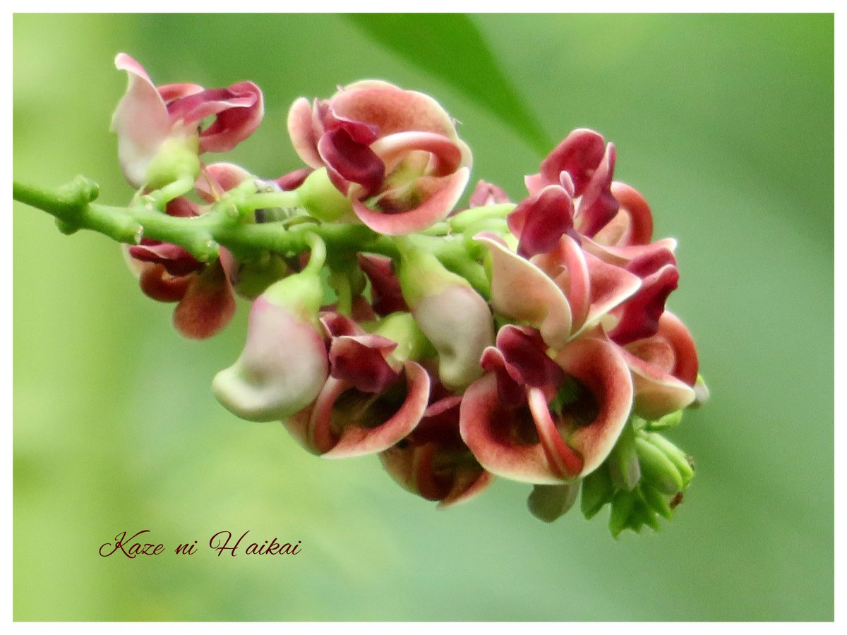 アメリカホドイモ Twitter Search