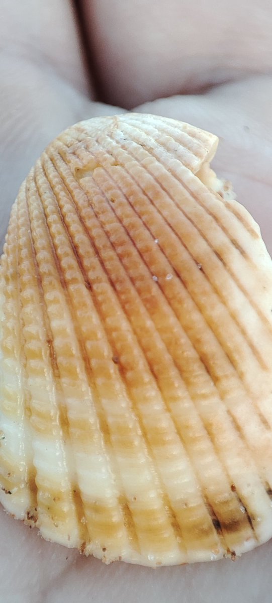 BrunoLaia's tweet image. Concha, Câmera Supermacro #xiaomi #note10promax #supermacro