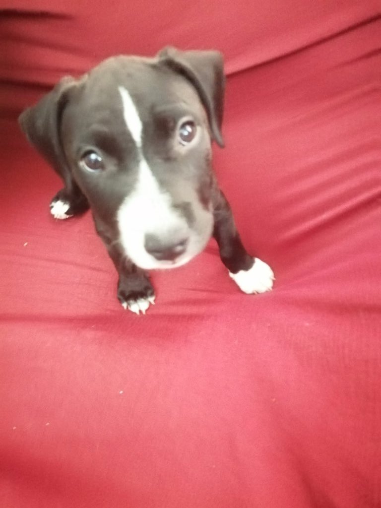 erubey19811's tweet image. Encontrado en Tenerife. Por si alguien está interesad@ o puede compartir. Gracias!