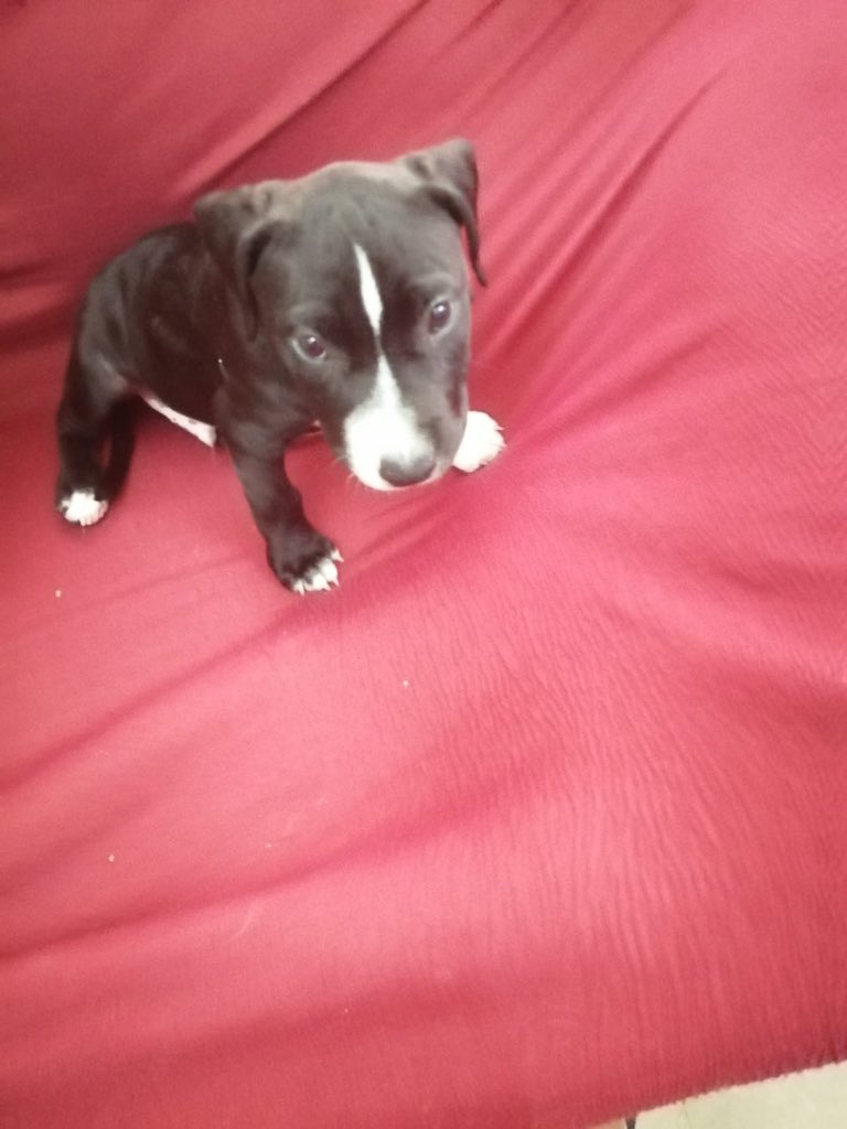 erubey19811's tweet image. Encontrado en Tenerife. Por si alguien está interesad@ o puede compartir. Gracias!