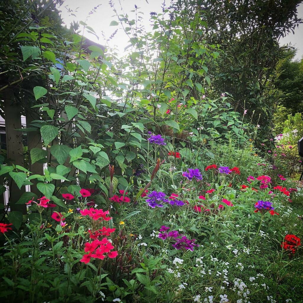 花壇 ট ইট র অন সন ধ ন ট ইট র