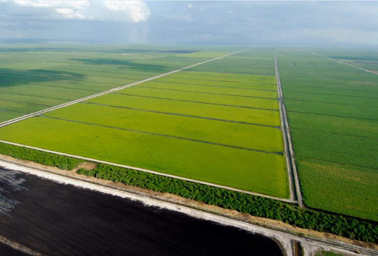 Those fields you’ve driven by when heading to the west coast from Palm Beach are doing more than providing food, fiber and other essentials. They’re also an important tool to combat climate change. 

#carbon #floridafarms #moretosugar #floridafarmfamilies